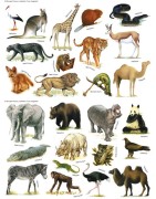 Faune
