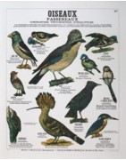 Oiseau