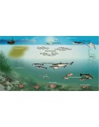 Vie marine, poissons