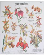Orchidées