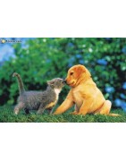 Chien et chat