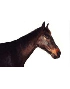 Chevaux