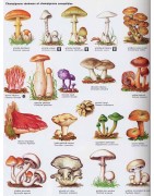 Mushroom